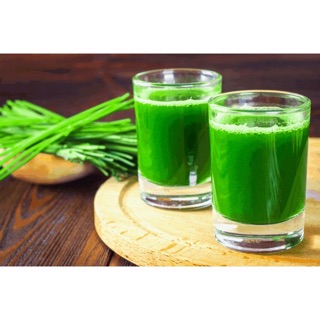 Hạt giống Lúa mạch 100 gr