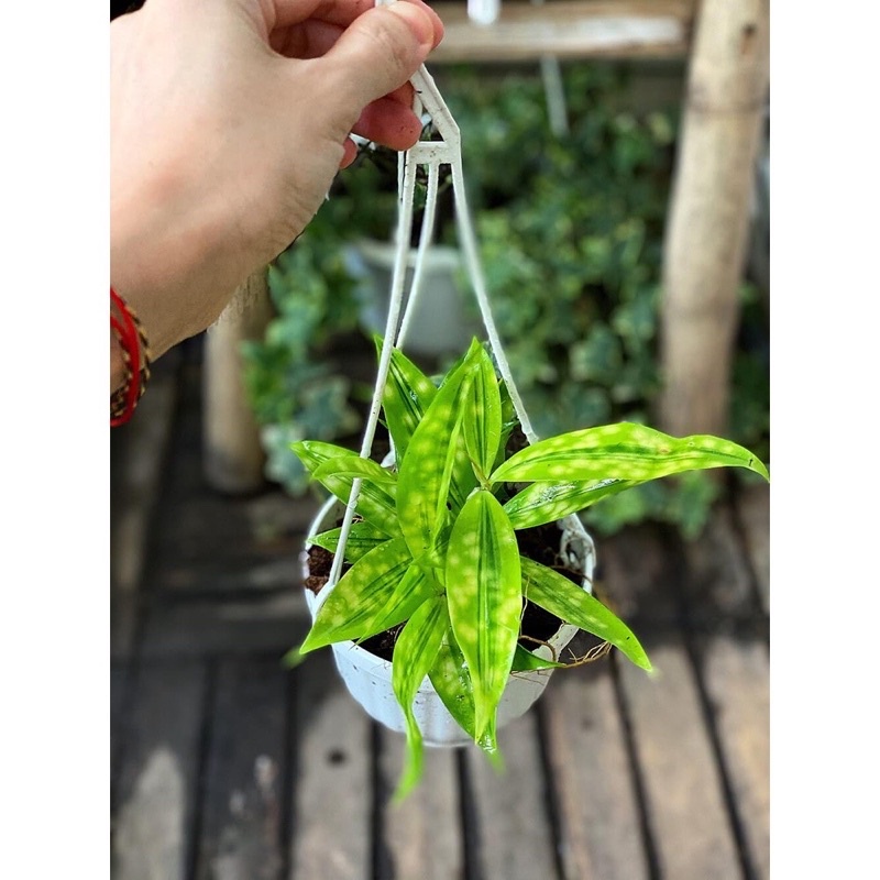 Cây Dracaena Golden Milky (Trúc Cẩm Thạch) chậu treo bí ngô
