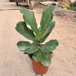 Cây Bàng Singapore trưởng thành cao 1m, trong phong thuỷ mang đến tài lộc, phú quý, cây trồng nội thất và văn phòng