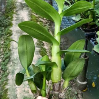 Hoa lan Denro nắng Hoàng long