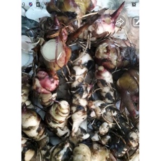 2kg củ dong riềng đỏ