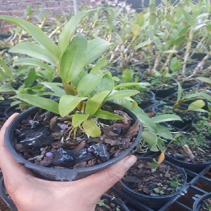 Hoa lan kiều môi tua+ 700g phân thỏ hữu cơ