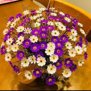 Combo hoa khô và set hoa cúc họa mi