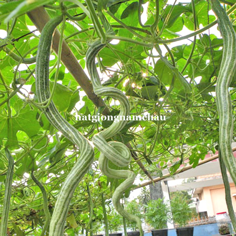 5H - HẠT GIỐNG MƯỚP RẮN
