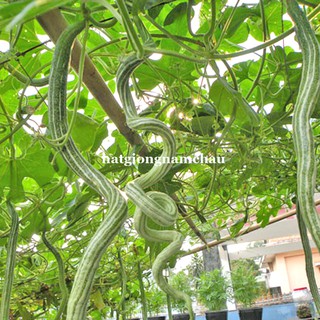 5H - HẠT GIỐNG MƯỚP RẮN