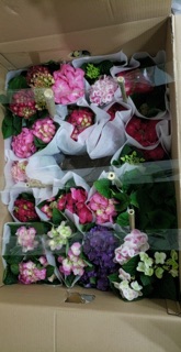 Hoa Cẩm Tú Cầu