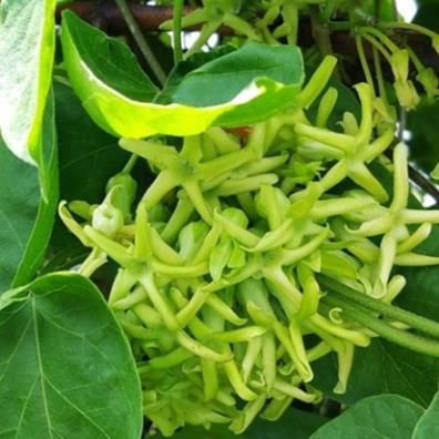 CÂY GIỐNG THIÊN LÍ SIÊU HOA đã leo dài 60-90cm sức sống tốt  .