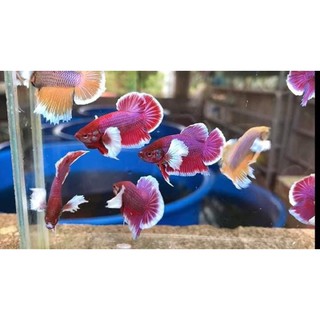 BETTA DUMBO LAVENDER