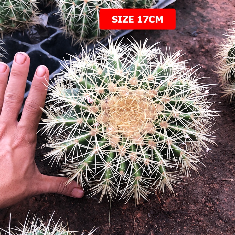 Sale 50% siêu rẻ Xương rồng KIM HỔ Size 10-20cm