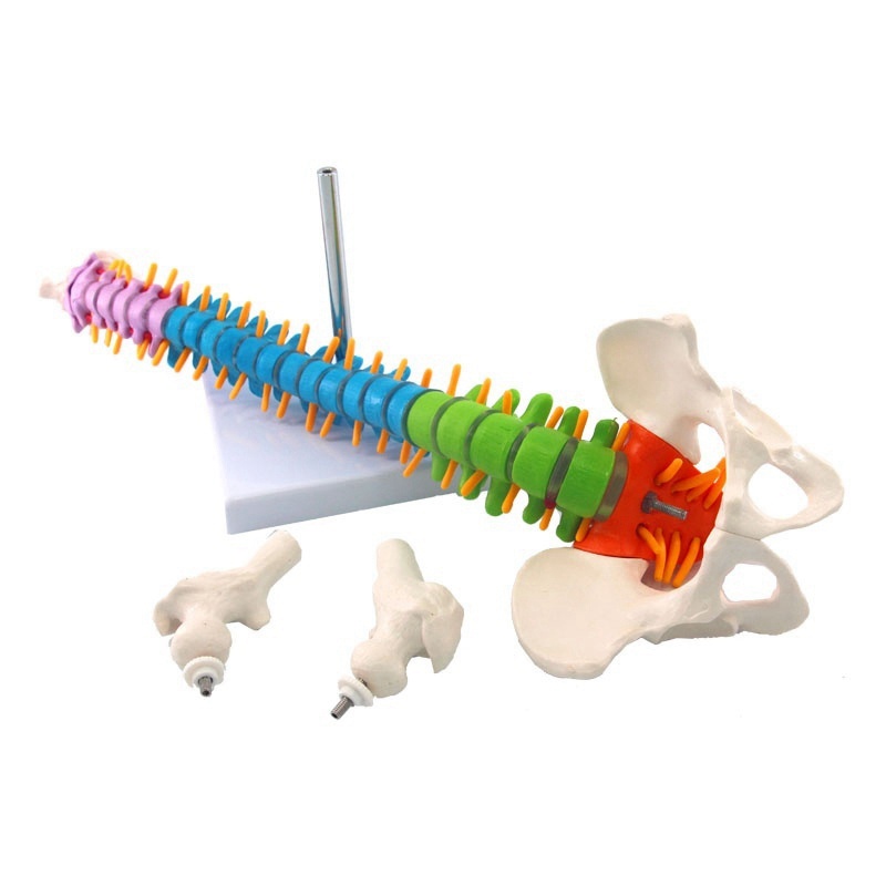 Mô hình cột sống cơ thể người dài 45 cm hỗ trợ giải phẫu