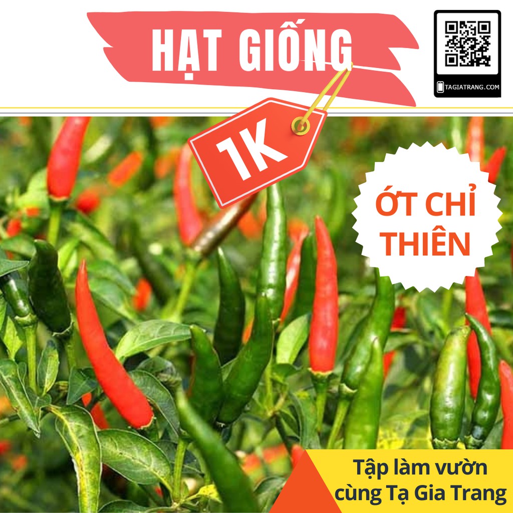 [Mã 11LSSALE giảm 100% đơn 50k] Chỉ 1k - 5 hạt giống ớt chỉ thiên