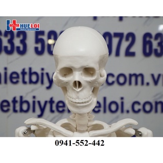 Mô hình bộ xương người