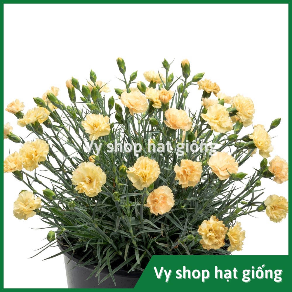 Hạt giống hoa cẩm chướng kép Thái Lan gói 100 hạt mix màu