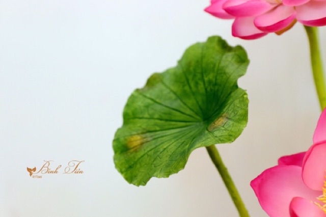 Gân hoa đất sét- lá sen lớn