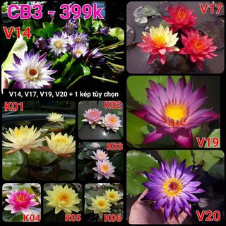 [RẺ VÔ ĐỊCH] Combo 5 cây Hoa Súng Thái Lan mix màu CB3