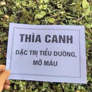 DÂY THÌA CANH HÒA BÌNH TRỊ TIỂU ĐƯỜNG,MỠ MÁU