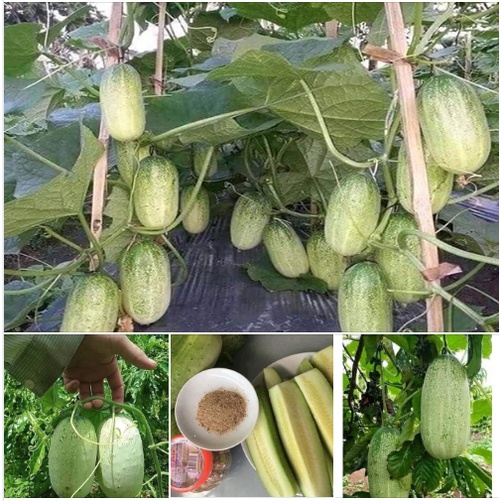 Hạt Giống Dưa Chuột Mèo Thái - Gói 50 Hạt KNS2496