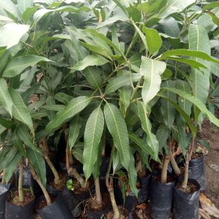 Cây xoài cát hoà lộc