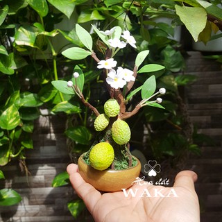 Bonsai Mini-  Cây Mít Mini 01