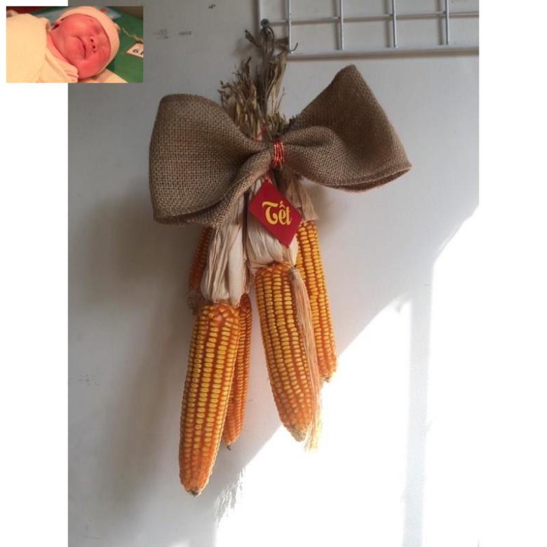 Trái bắp khô,ngô khô trang trí , decor Tết siêu đẹp