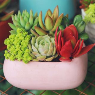 Chậu sen đá 150k