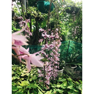 Kie phi điệp tím