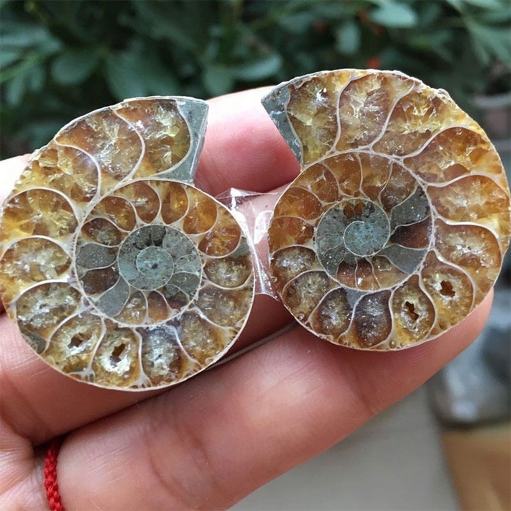 1 Cặp Vỏ Bọt Tự Nhiên Cắt Một Nửa Chất Lượng Cao