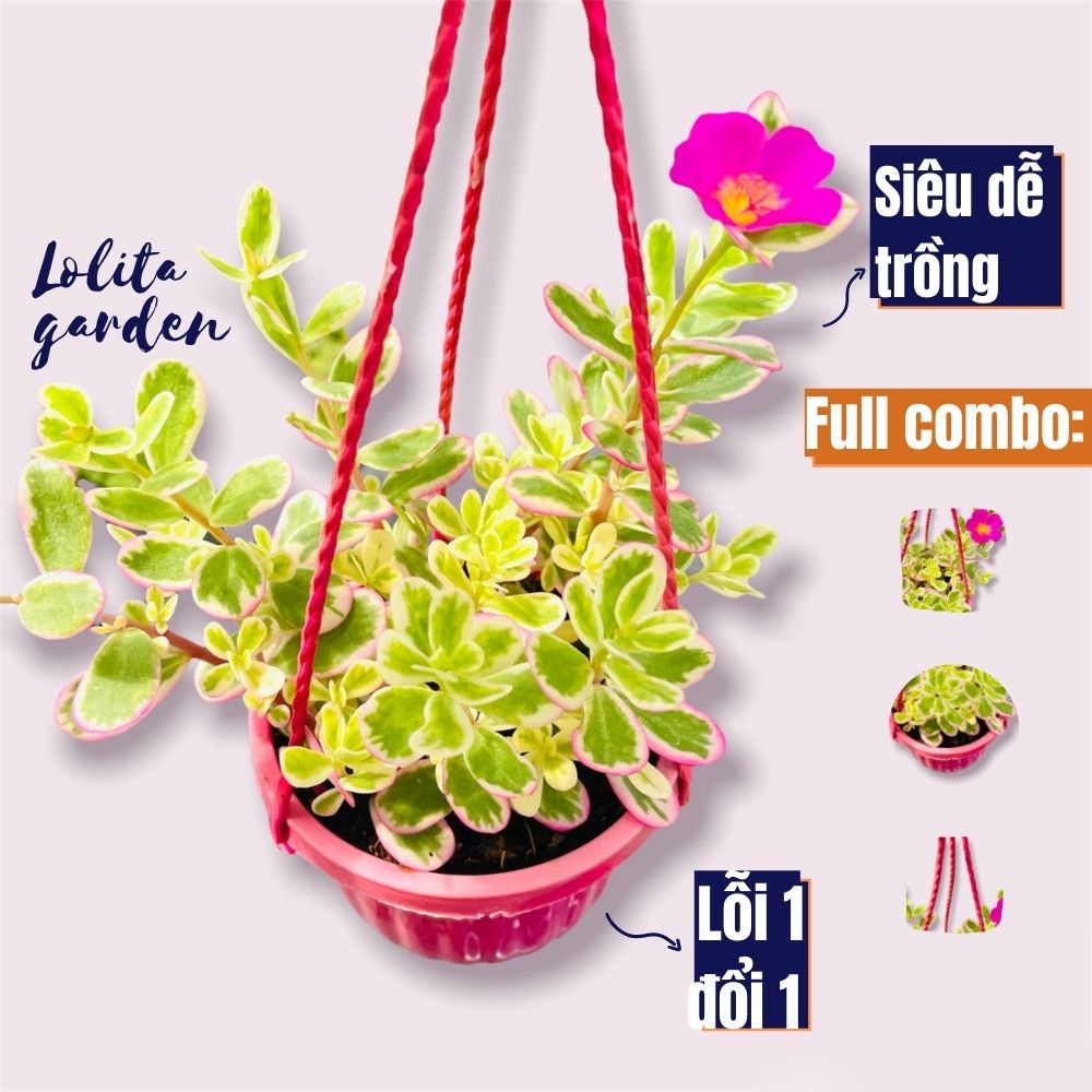 Sen đá sedum cỏ sam chậu treo Đà Lạt size trung bình cây cảnh trang trí nhà cửa Lolita garden
