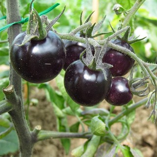 HẠT CÀ CHUA BI ĐEN F1 - GÓI 0,1 GRAM