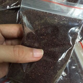 Ngũ hoa hạt, hạt ngũ hoa