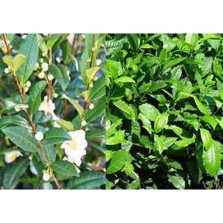 Cây giống chè xanh - cây giống trà xanh