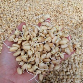 12/12 giảm chỉ 35k/1hộp 500g Mầm bột đậu nành nguyên sơ và viên mầm đậu nành Organic