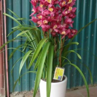 Củ địa lan sato cho hoa tết (1củ)