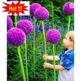 Gói 50 hạt giống hành hoa tím nở hoa quanh năm kéo dài 2-3 năm