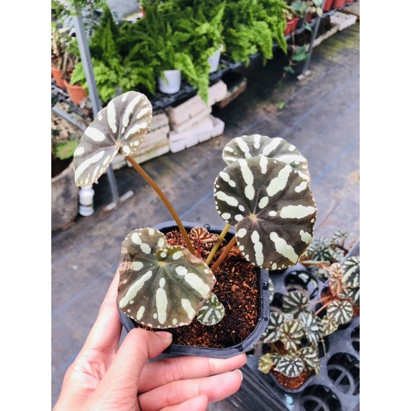 Chậu cây thu hải đường- begonia