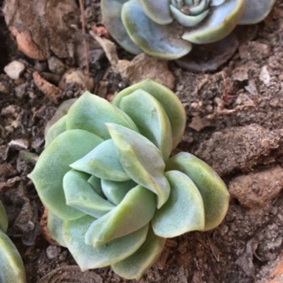Sen đá hoa hồng - Echeveria rose