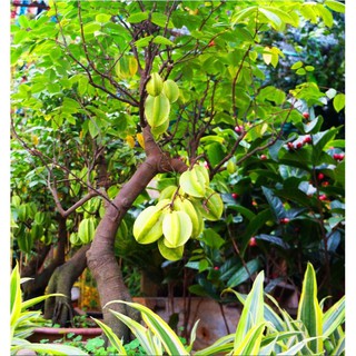 Hạt giống cây khế chua - 5 hạt/gói ( tặng gói kích hạt nảy mầm  )