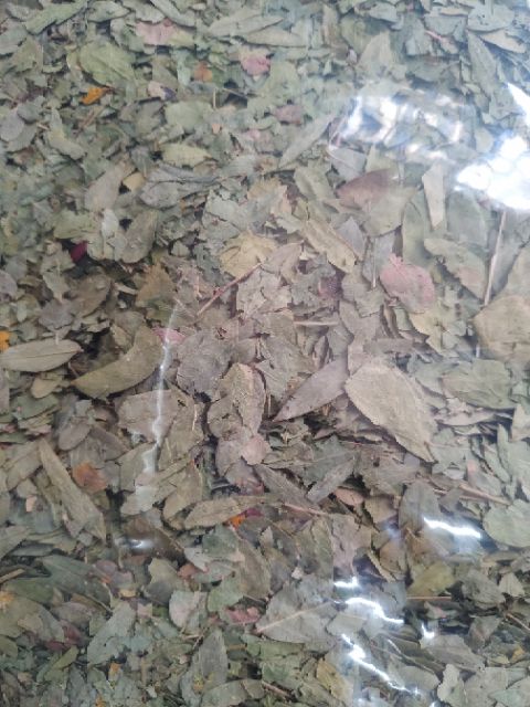 Lá phan tả diệp khô 500g | BigBuy360 - bigbuy360.vn