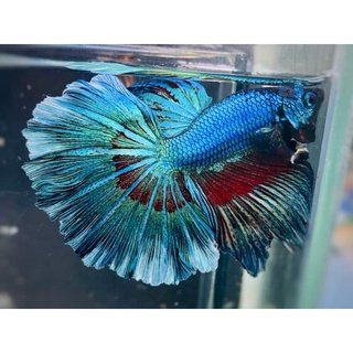Betta siêu đẹp 1 em .tặng thức ăn