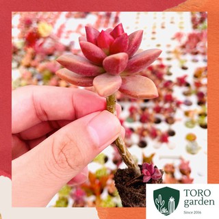 Sen đá đá nâu cổ thụ Đà Lạt size mini cây cảnh trang trí nhà cửa Toro garden