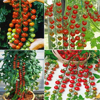 Combo 5 gói hạt giống cà chua mix loại