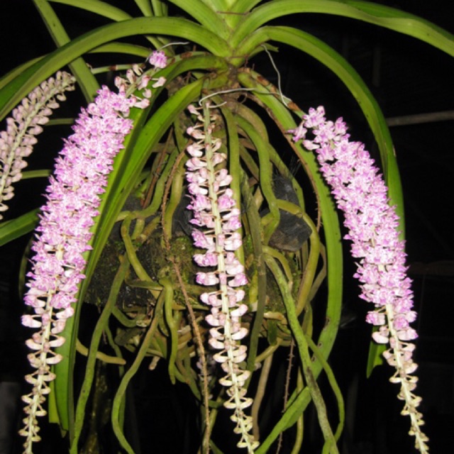 lan đuôi sóc 3 cây - 25k