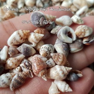 Vỏ ốc biển cỡ nhỏ
