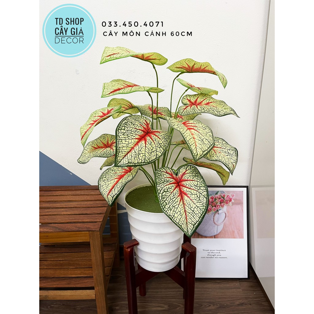 CÂY MÔN CẢNH 60CM - CÂY GIẢ