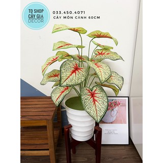 Cây môn cảnh 60cm - cây giả