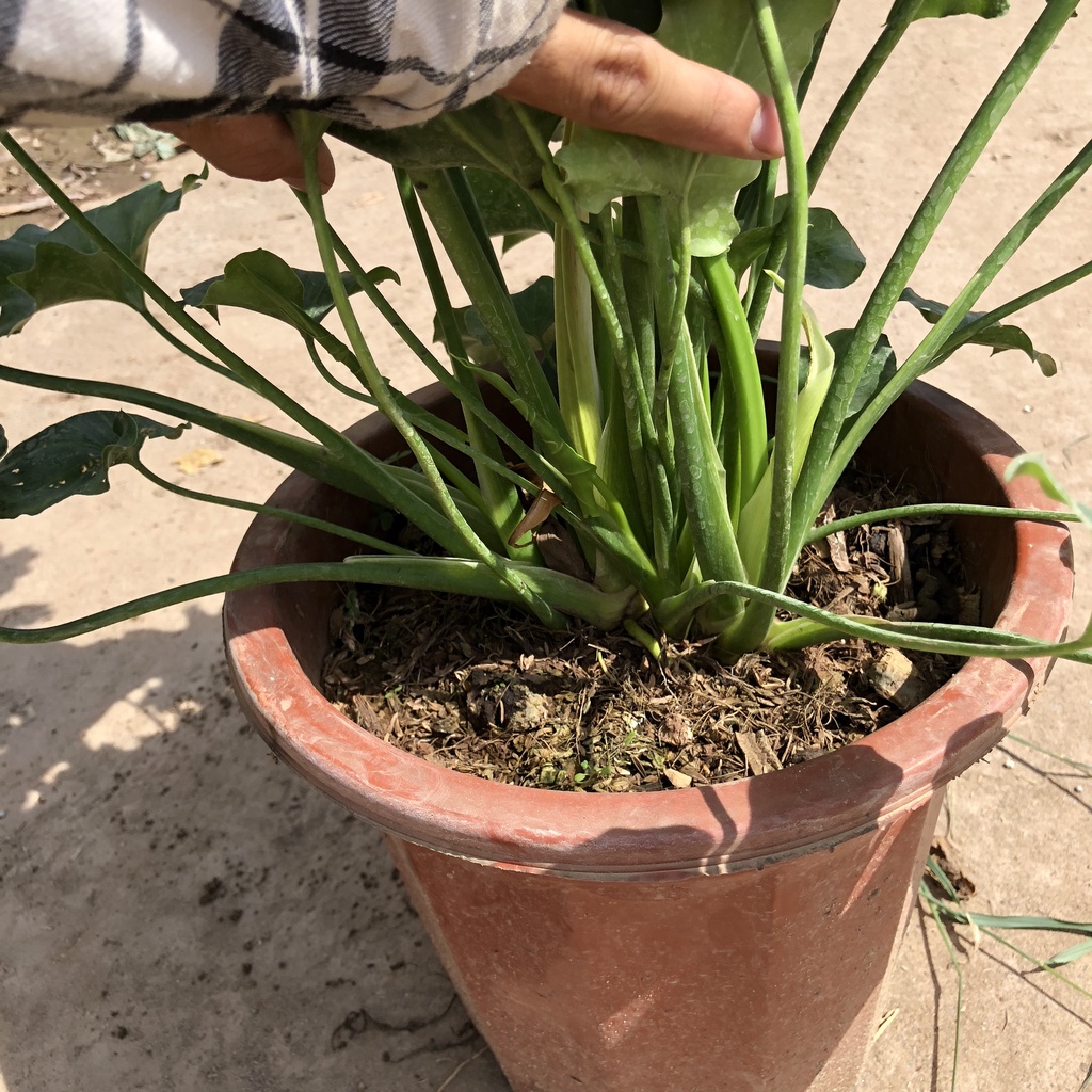 Cây nội thất - trầu bà thanh xuân Cao 60cm bụi to đẹp trang trí nội thất phòng khách
