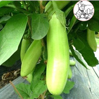 HẠT CÀ XANH MỠ DÀI - GÓI 1 GRAM