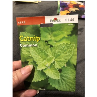Hạt giống bạc hà mèo Catnip
