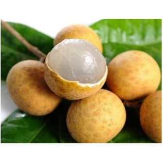Nhãn xuồng miền tây