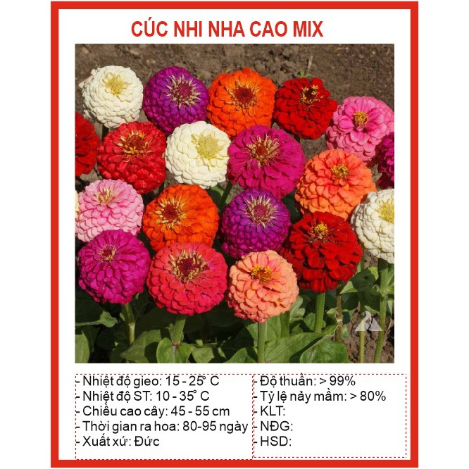 Hạt giống hoa nhi nha cao (cúc lá nhám - zinnia) - 50 Hạt